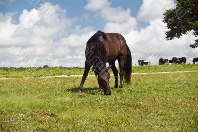 Four Legged Grace