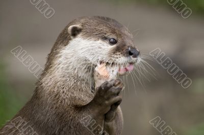Otter