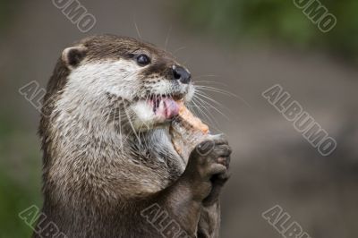 Otter