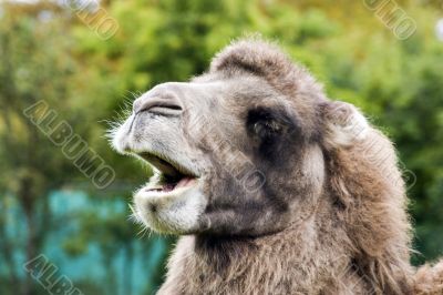 Camel