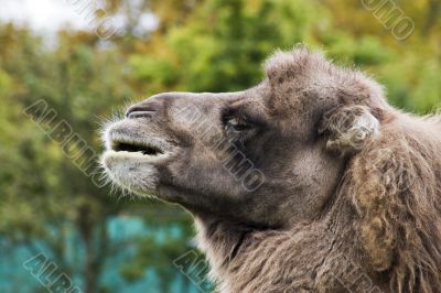 Camel