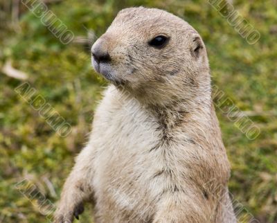 Prairie dog