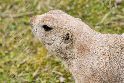 Prairie dog