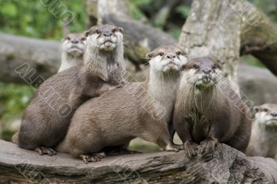 Otters