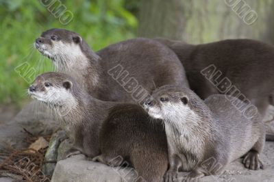 Otters