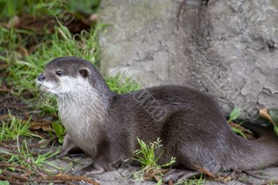 Otters