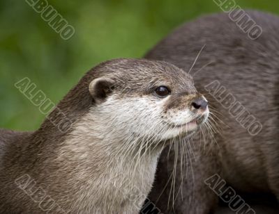 Otter