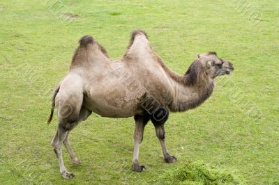 Camel