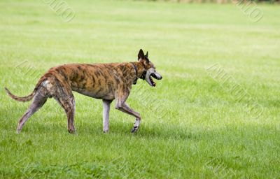 Hunting dog