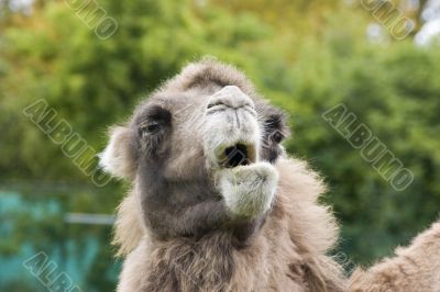 Camel