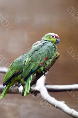 Parakeet