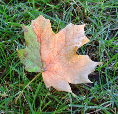 Maple Leaf Changing Color