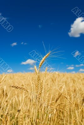 Wheat harvest