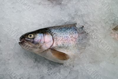 trout female