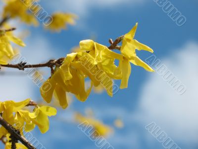 Yellow flower