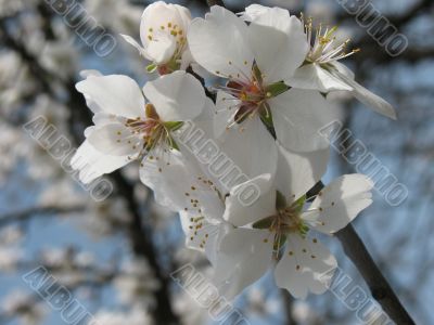White flowers