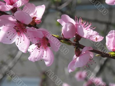 Peach`s pink flowers