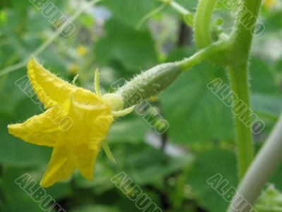 flowering cucumber