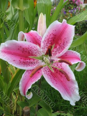 A lily