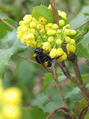 bumblebee on yellow flower
