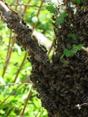 Swarm of bees
