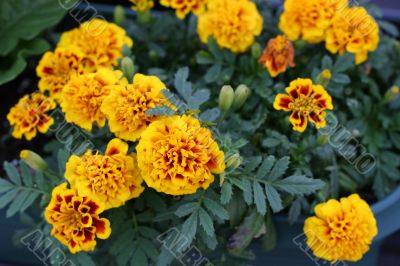 Chrysanthemums