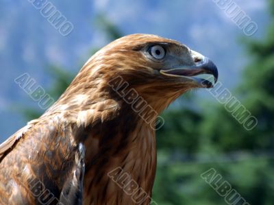 The tamed falcon