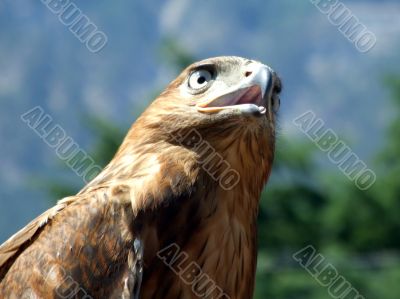 The tamed falcon