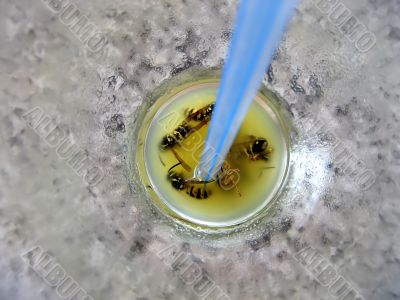 Cemetery of wasps in a cocktail with orange juice