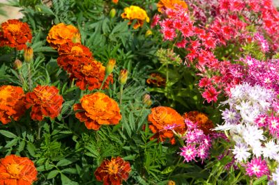 Bed with various flowers
