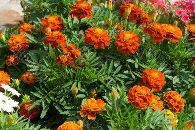 Bed with various flowers