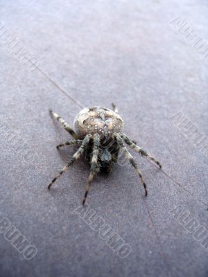 The big grey spider creeps on a brown table