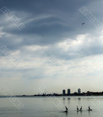 Cormorants Await the Storm