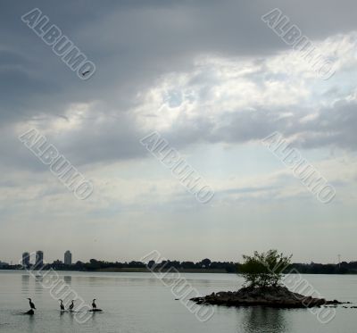 Cormorants Near Island  Await the Storm