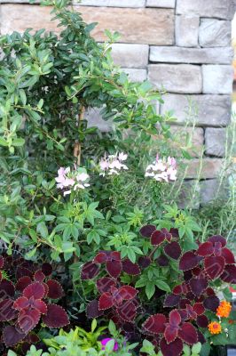 Garden and Stone Wall