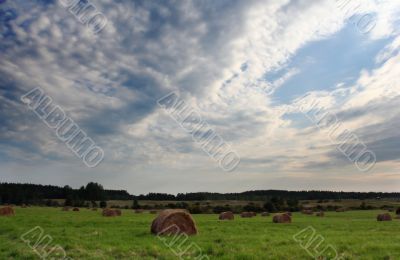 field of straw bales