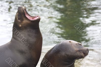 two sea lions