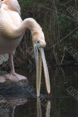 pelican drinking water