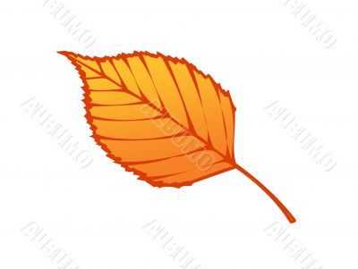 Autumn leaf illustration