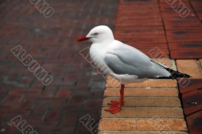 sea gull