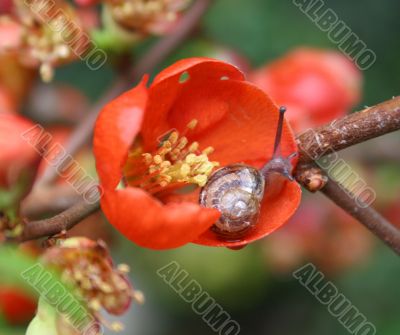 Snail and flower