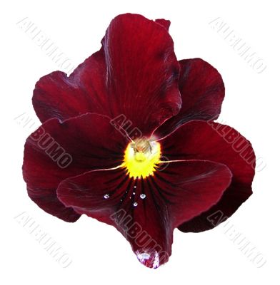 Pansy