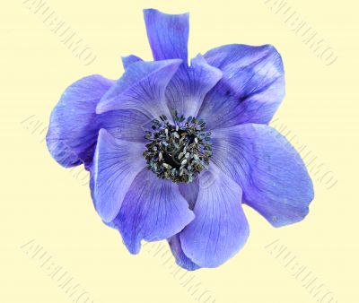 Anemone