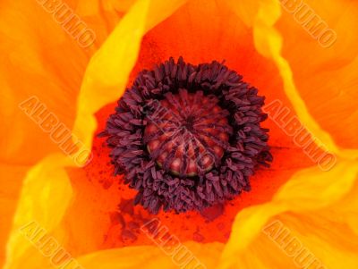 Orange poppy