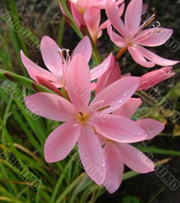 schizostylis coccinea