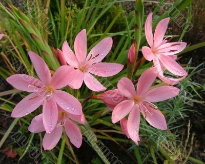 schizostylis coccinea