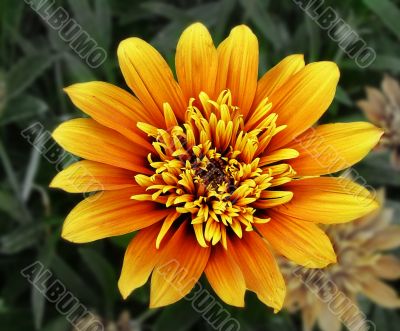 Gazania