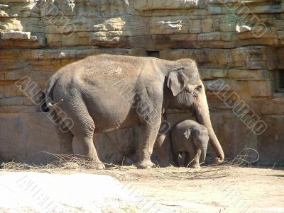 Baby elephant