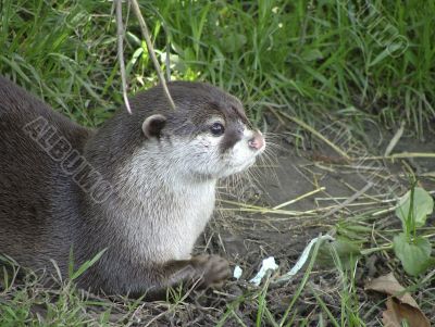 Asian otter
