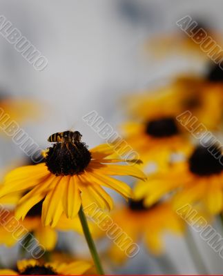 Bee on a black eyed susan flower